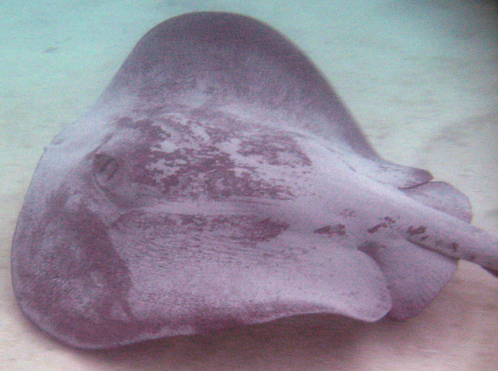 Caribbean Whiptail Stingray - Himantura schmardae