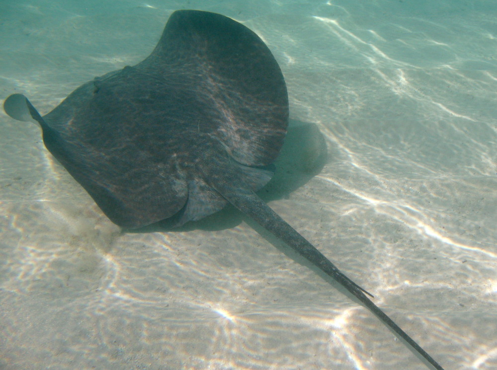 Caribbean Whiptail Stingray - Himantura schmardae