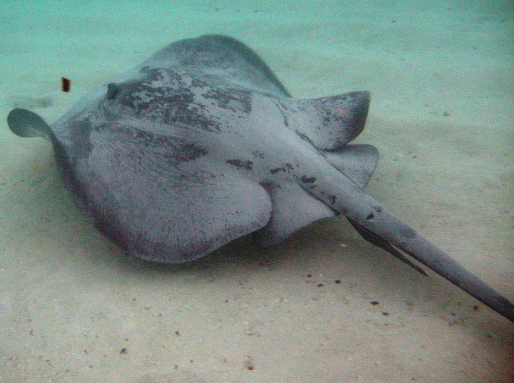 Caribbean Whiptail Stingray - Himantura schmardae