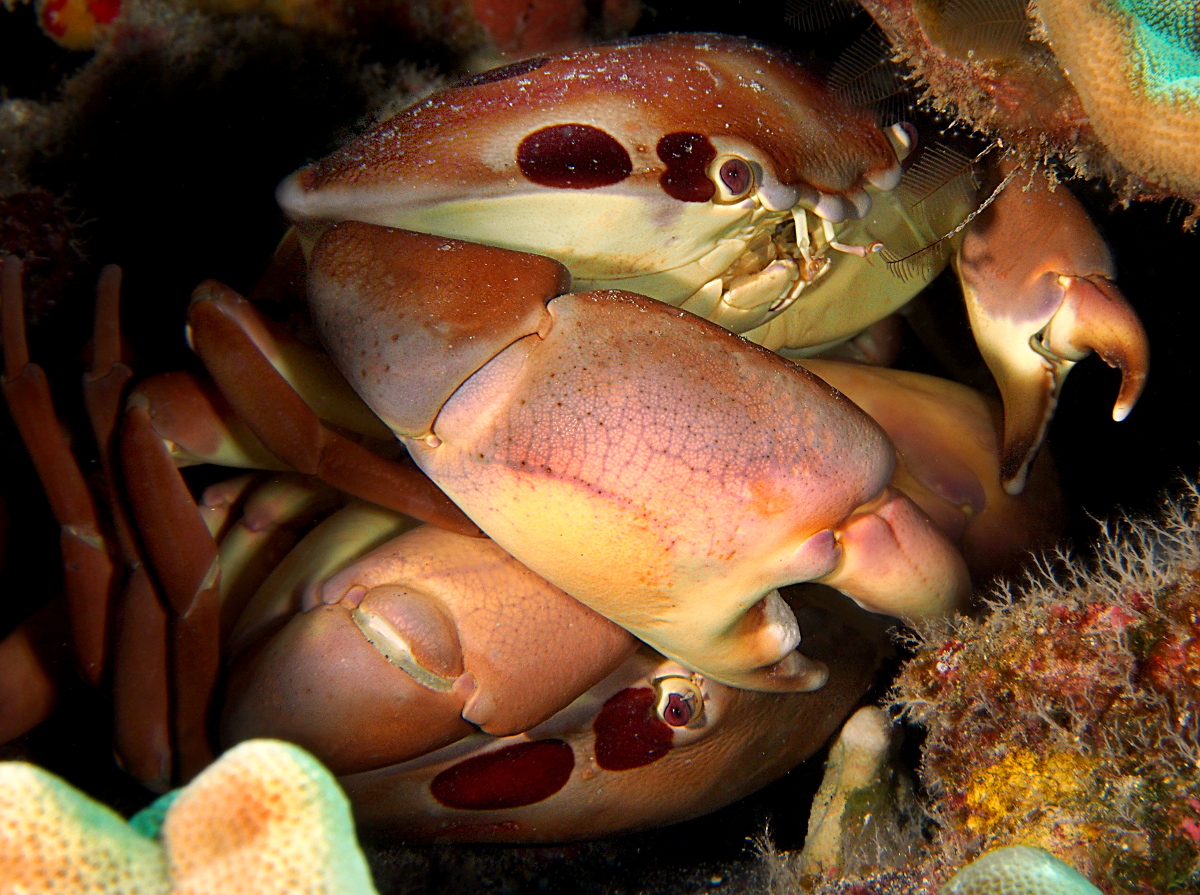 Spotted Reef Crab - Carpilius maculatus