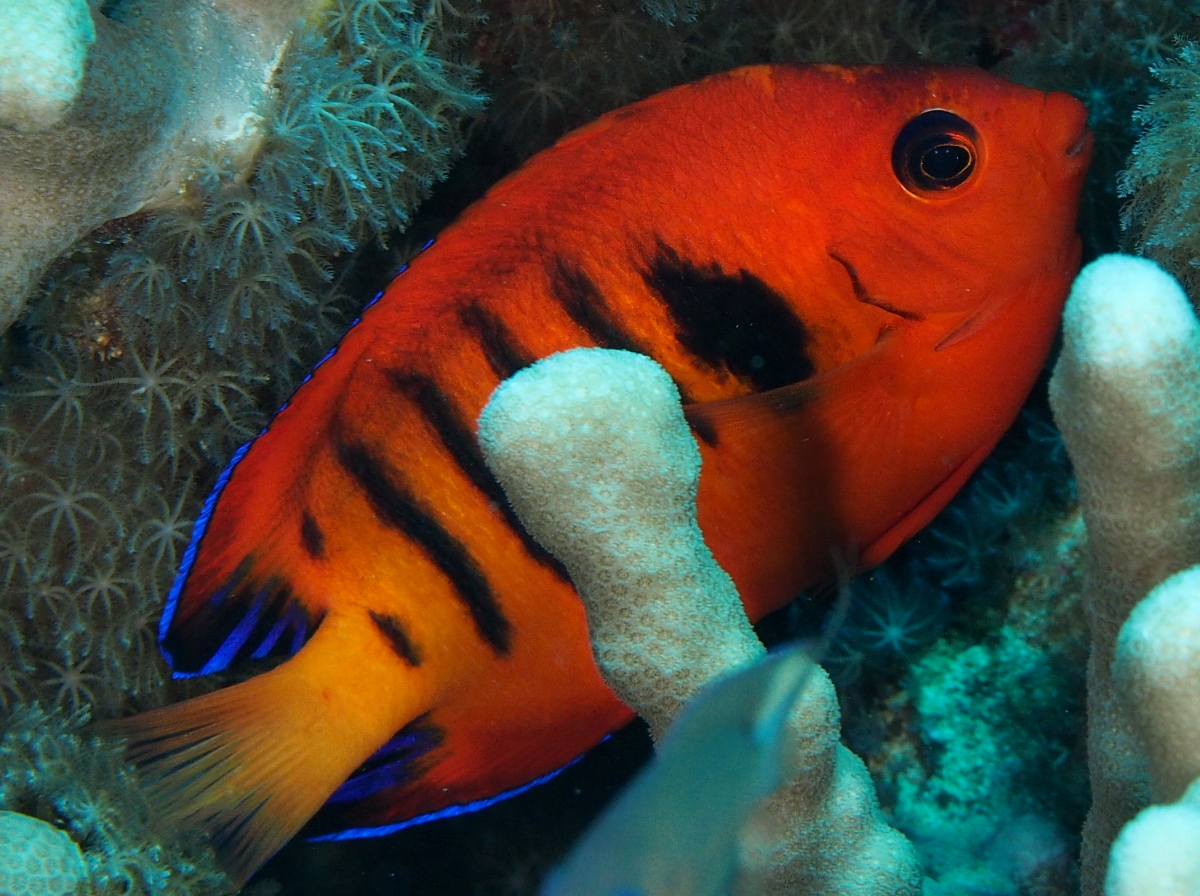 Flame Angelfish - Centropyge loriculus