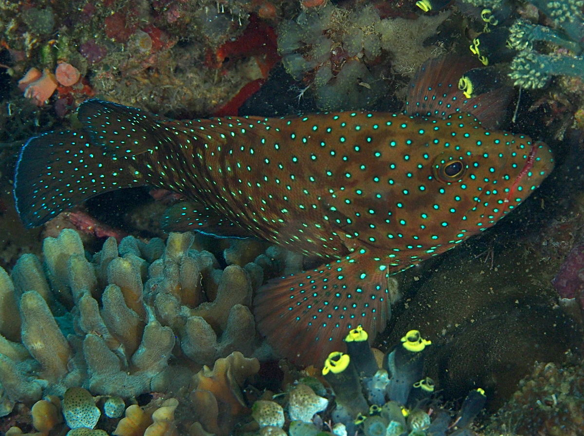 Bluespotted Grouper - Cephalopholis cyanostigma
