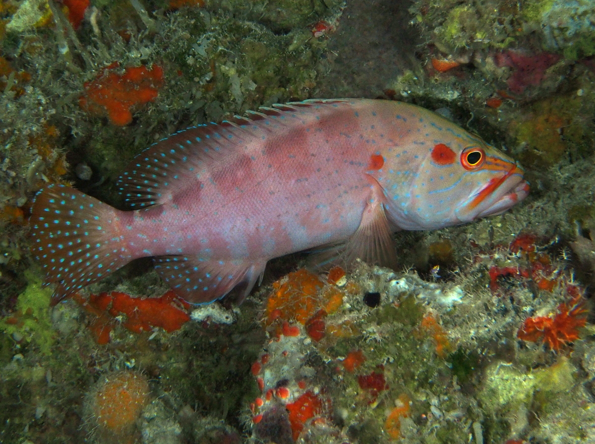 Six-Banded Grouper - Cephalopholis sexmaculata