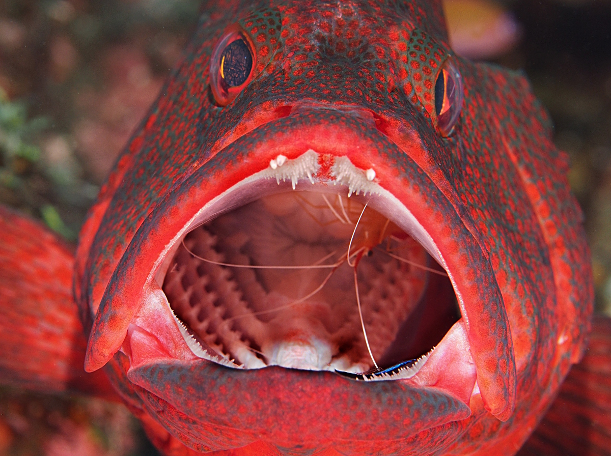 Tomato Grouper - Cephalopholis sonnerati