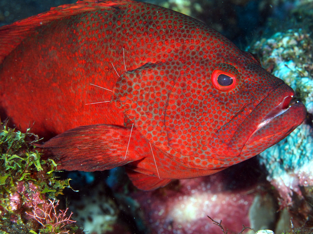 Tomato Grouper - Cephalopholis sonnerati