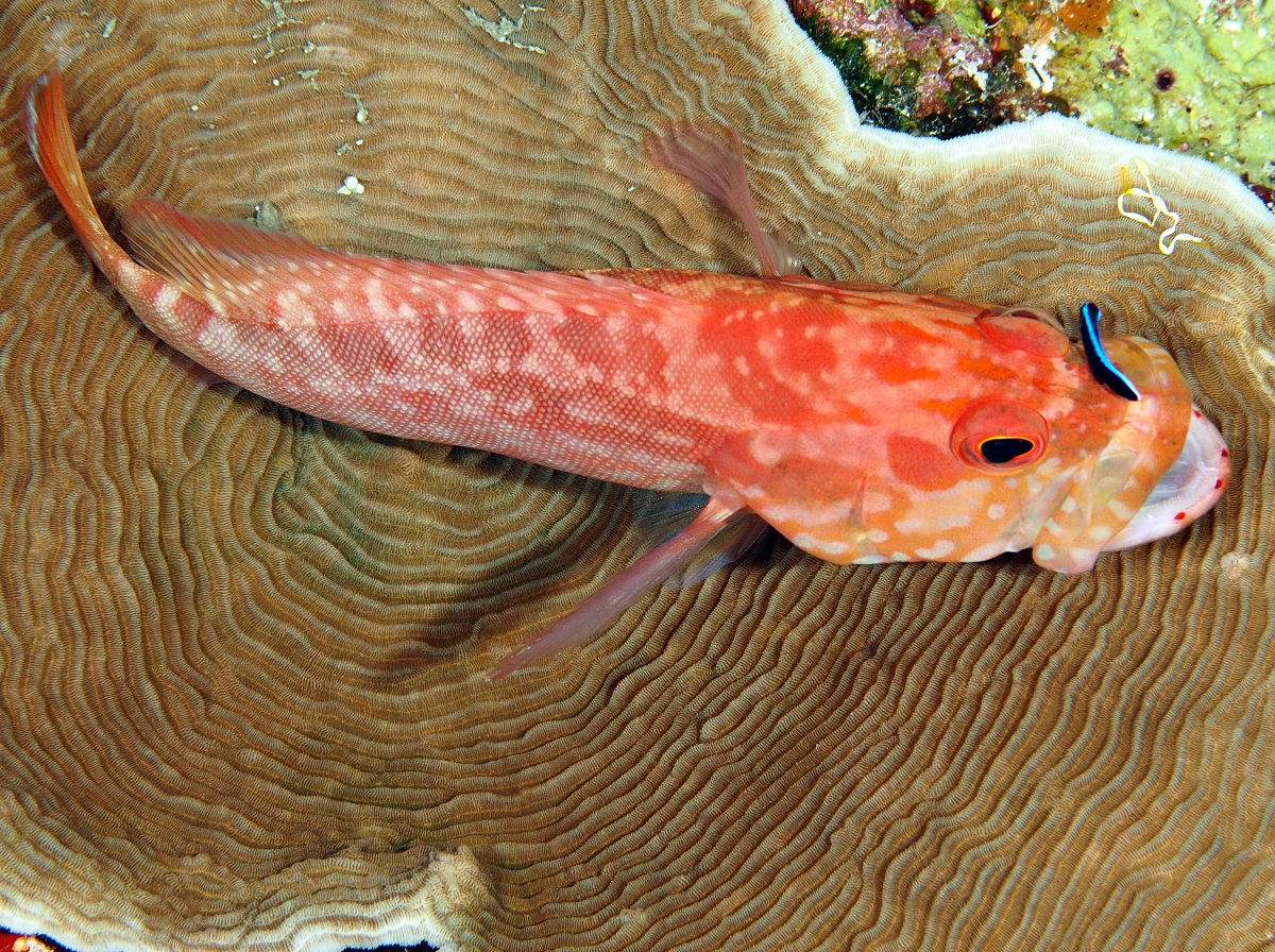 Strawberry Grouper - Cephalopholis spiloparaea