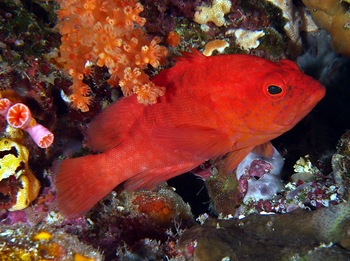 Strawberry Grouper - Cephalopholis spiloparaea