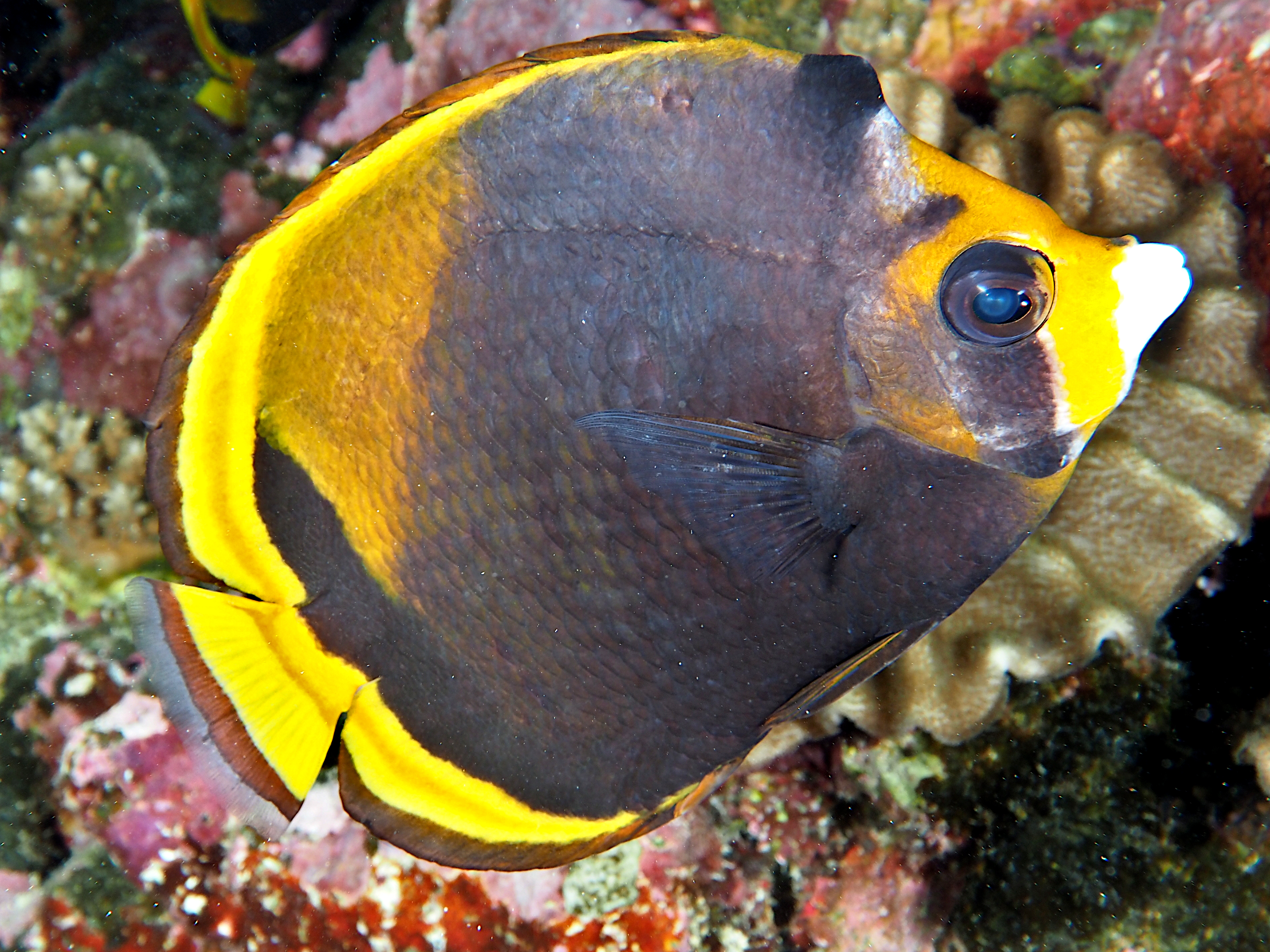 Black Butterflyfish - Chaetodon flavirostris