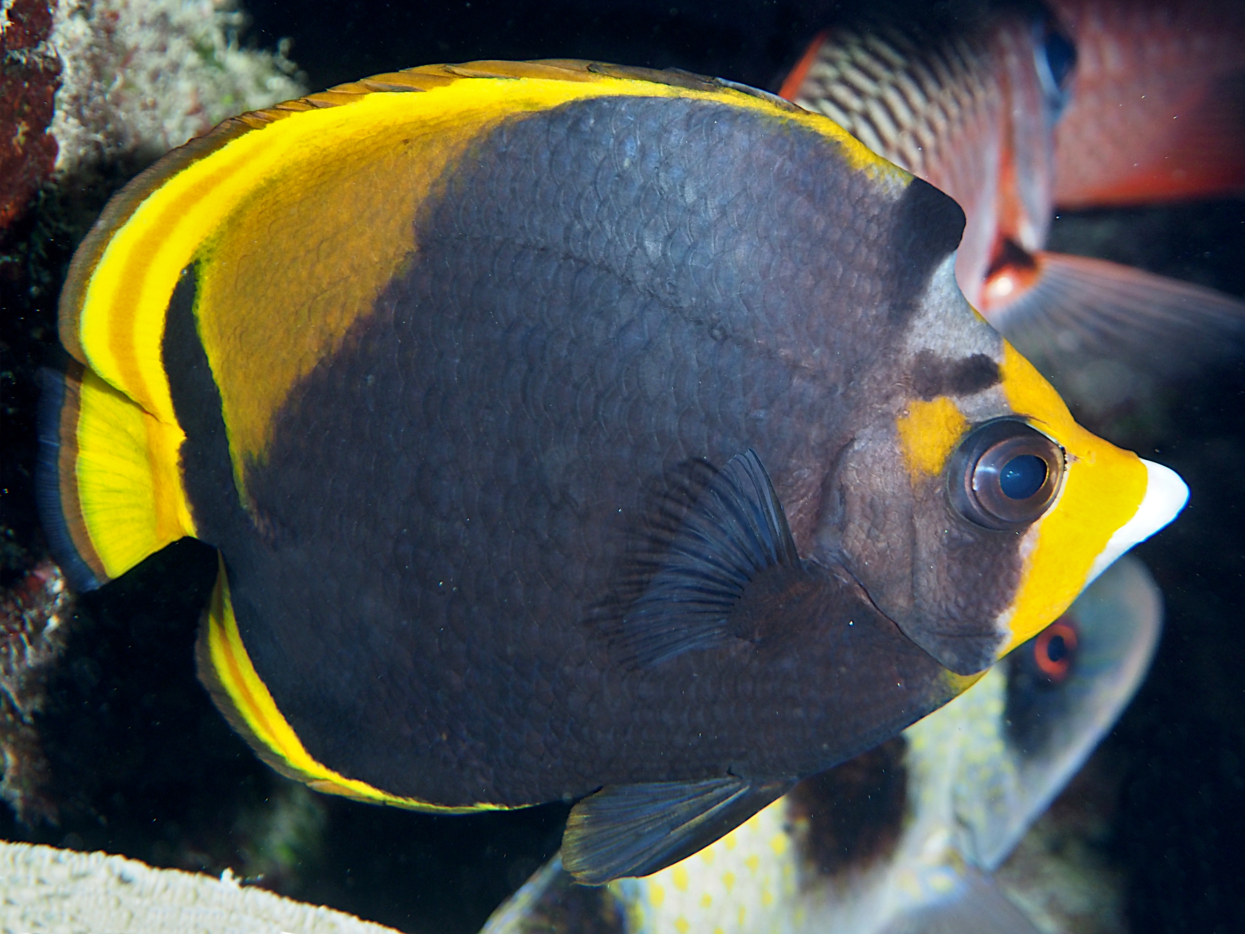 Black Butterflyfish - Chaetodon flavirostris