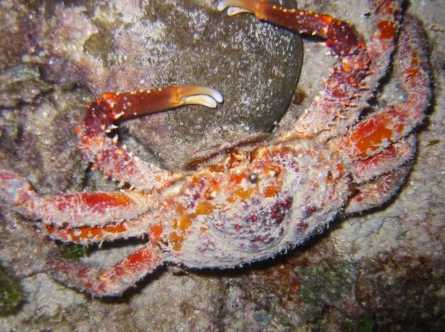 Channel Clinging Crab - Mithrax spinosissimus