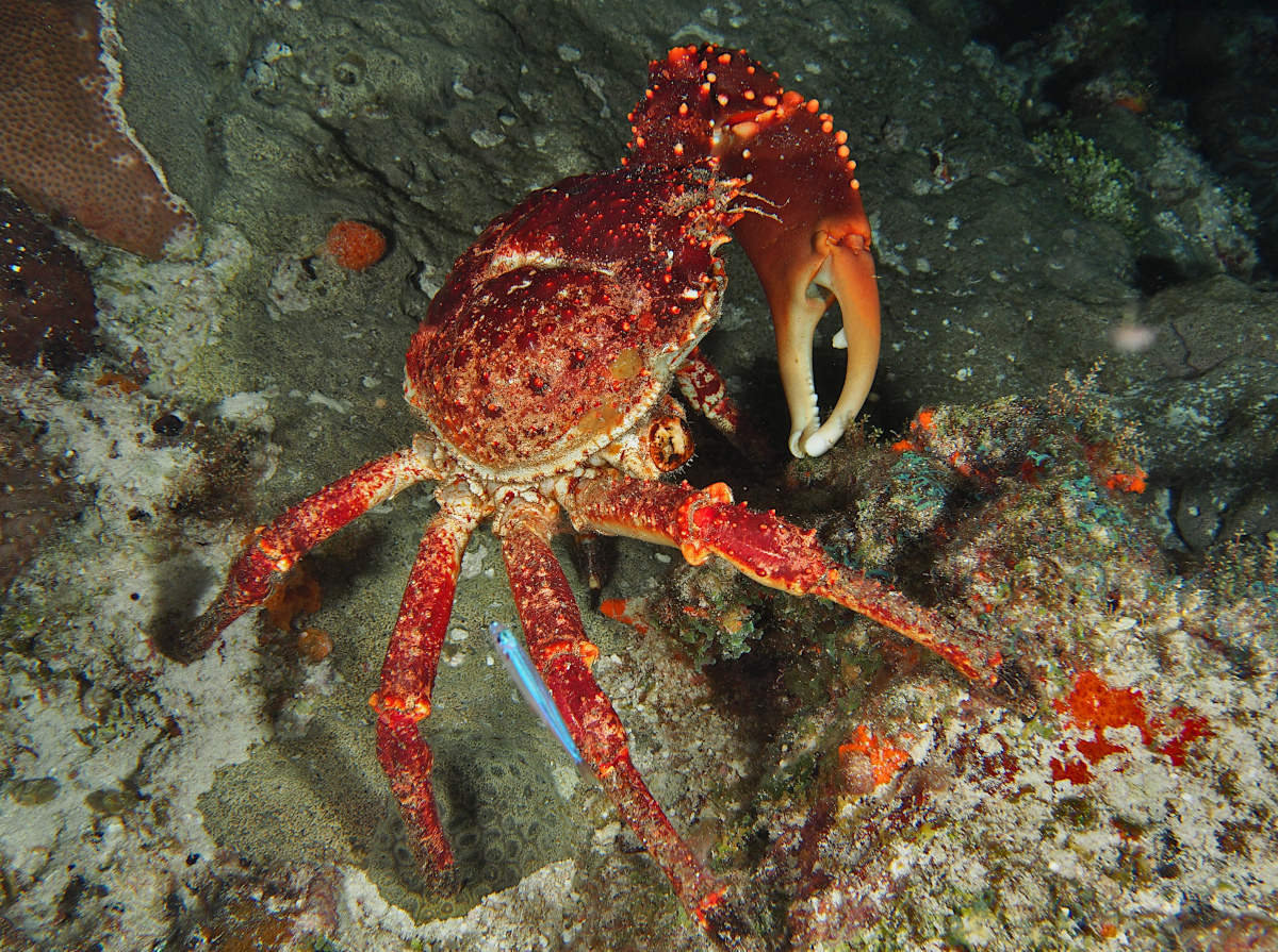 Channel Clinging Crab - Mithrax spinosissimus