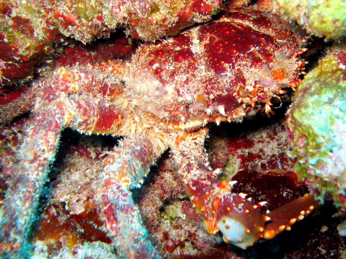 Channel Clinging Crab - Mithrax spinosissimus