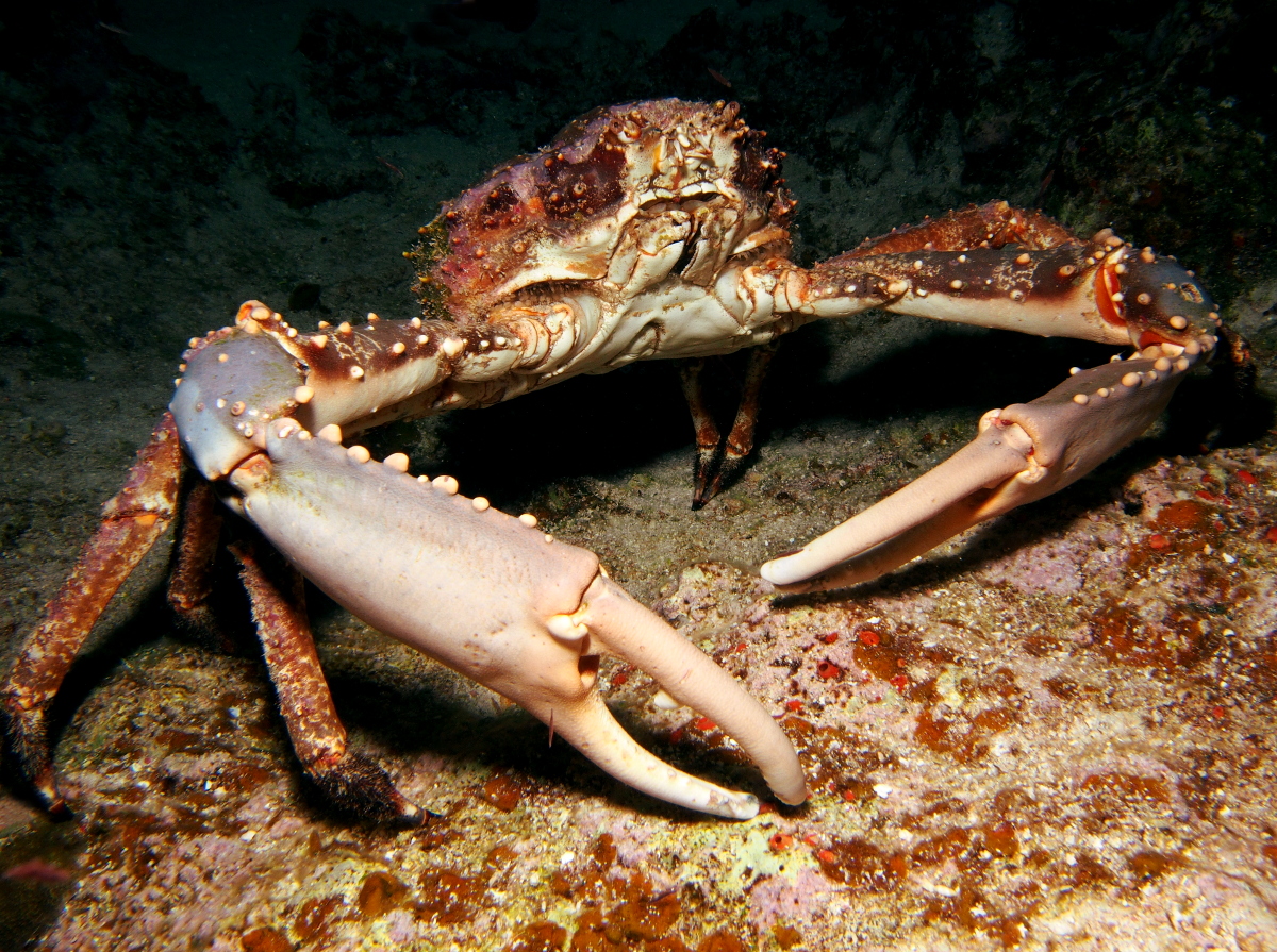 Channel Clinging Crab - Mithrax spinosissimus
