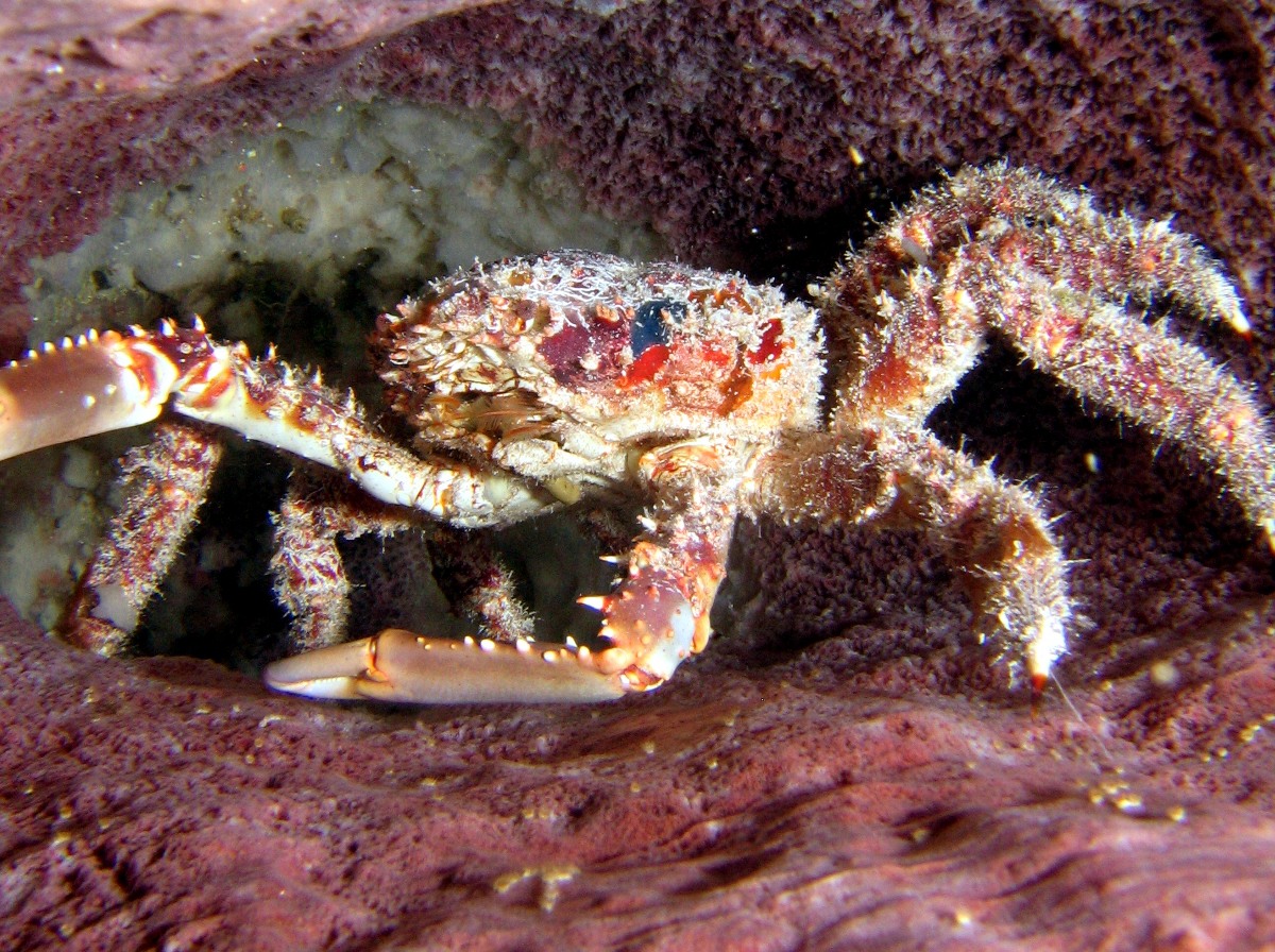 Channel Clinging Crab - Mithrax spinosissimus