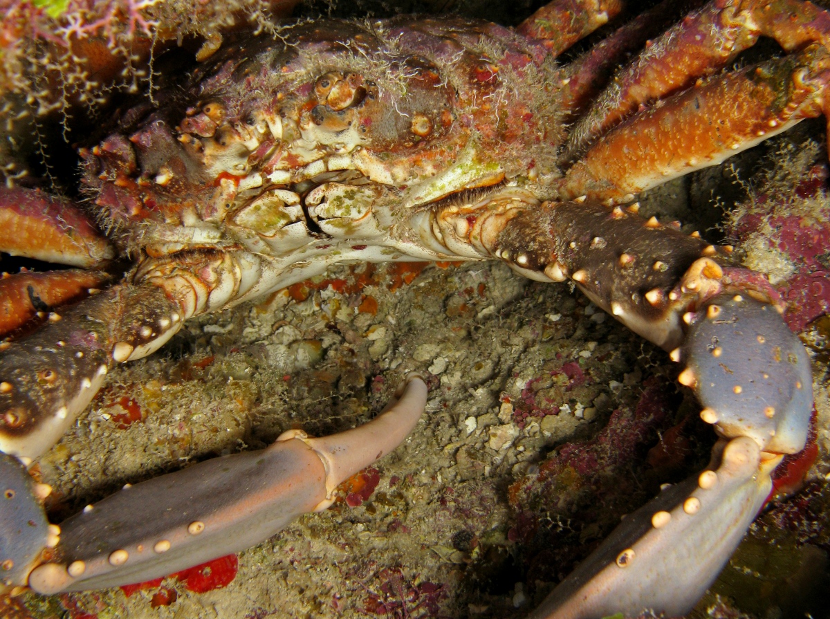 Channel Clinging Crab - Mithrax spinosissimus