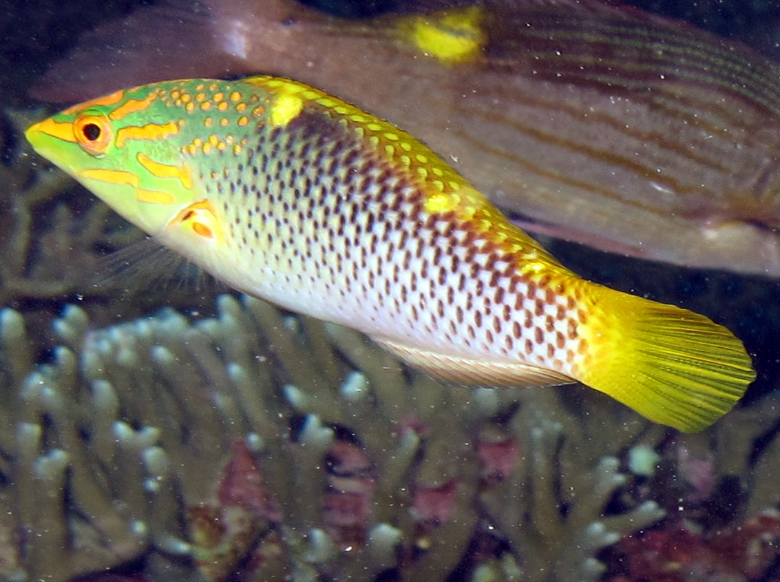 Checkerboard Wrasse - Halichoeres hortulanus