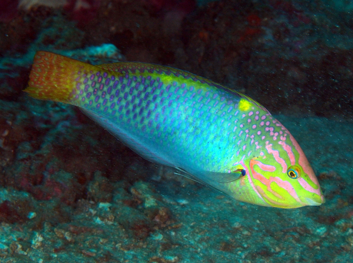 Checkerboard Wrasse - Halichoeres hortulanus