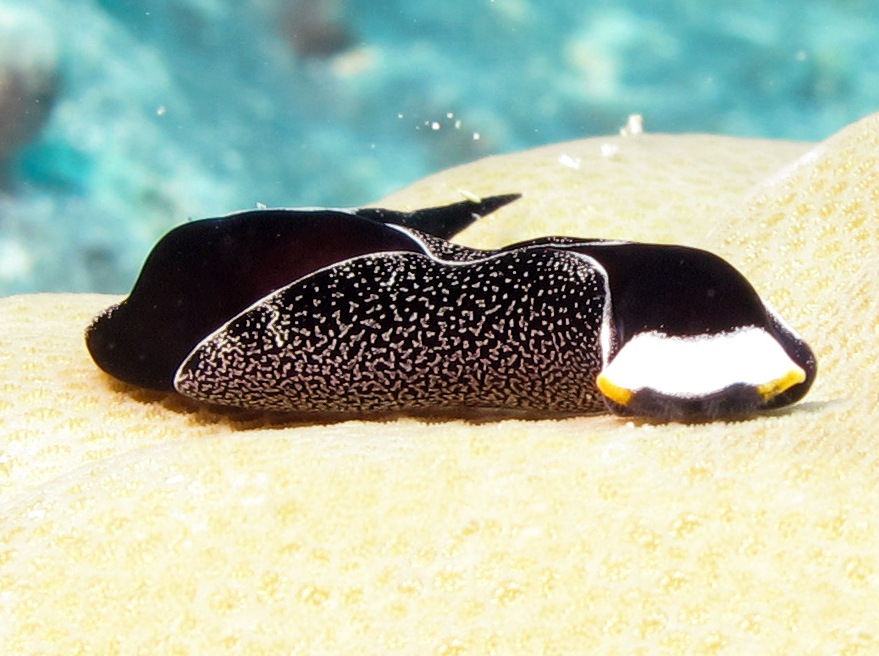 Headband Headshield Slug - Chelidonura inornata