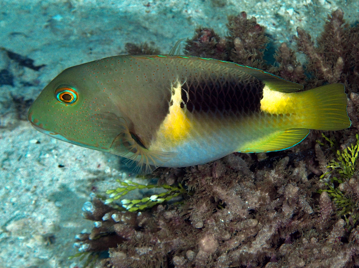 Anchor Tuskfish - Choerodon anchorago - Wakatobi, Indonesia