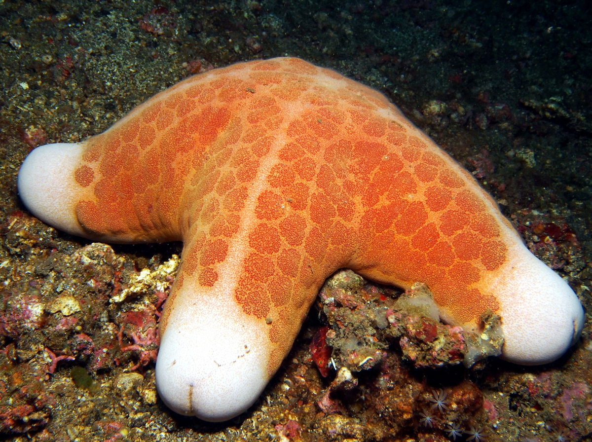 Granulated Sea Star - Choriaster granulatus