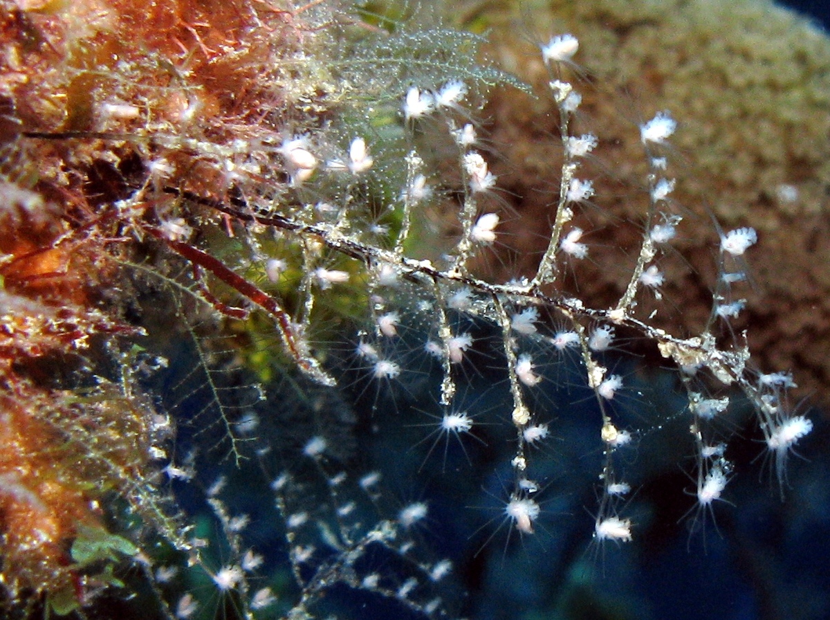 Christmas Tree Hydroid - Pennaria disticha - Belize