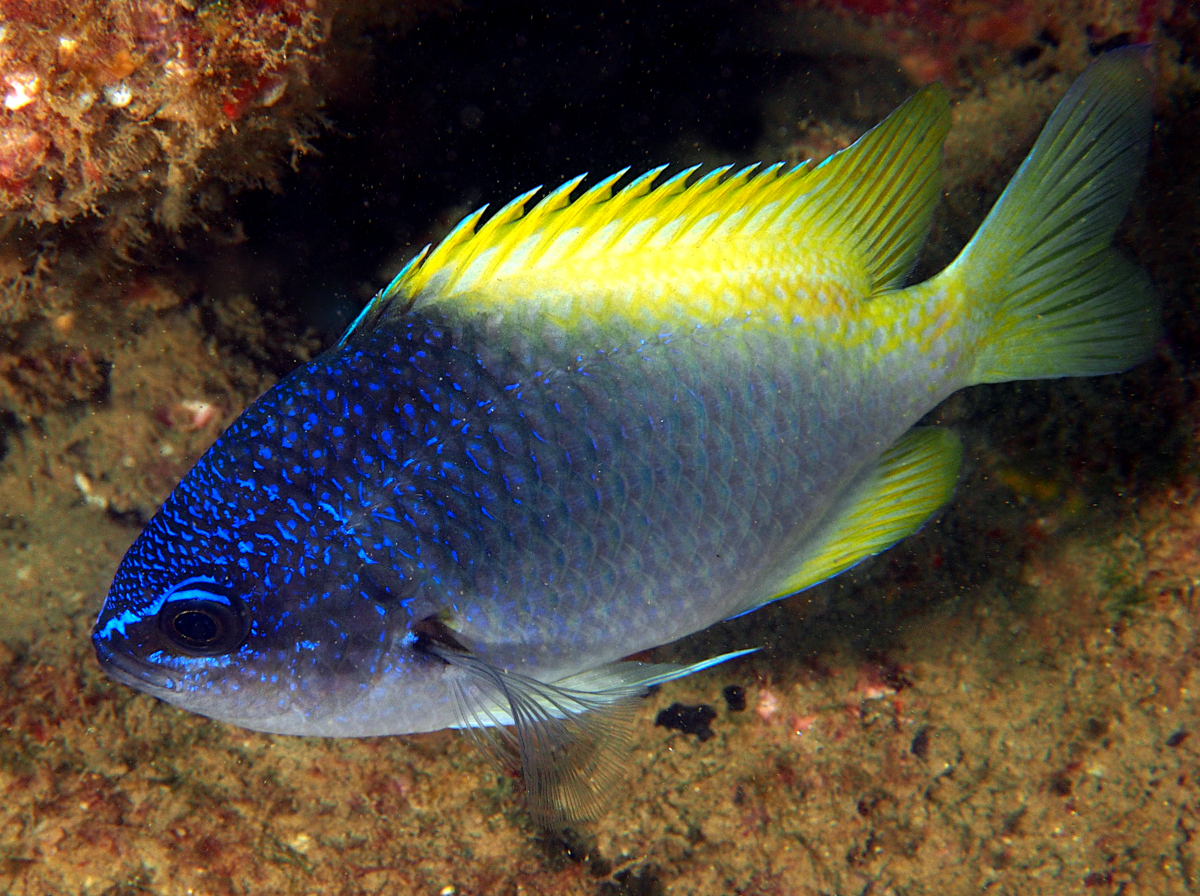Blue-and-Yellow Chromis - Chromis limbaughi - Cabo San Lucas, Mexico