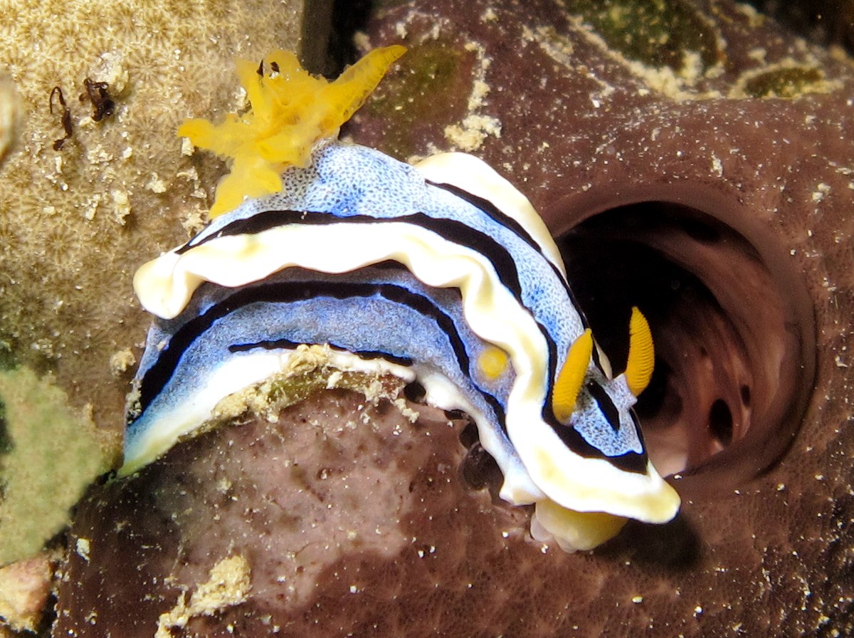 Anna's Chromodoris - Chromodoris annae