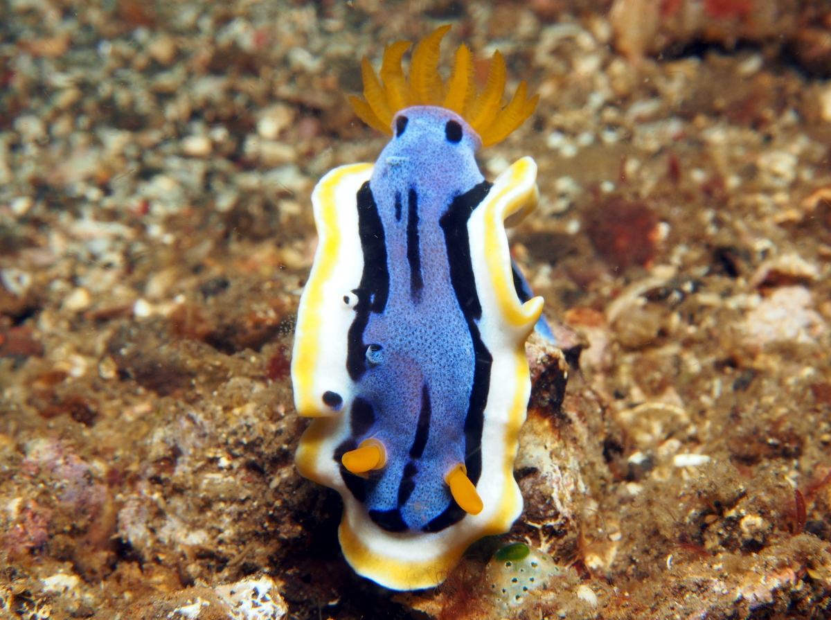 Anna's Chromodoris - Chromodoris annae