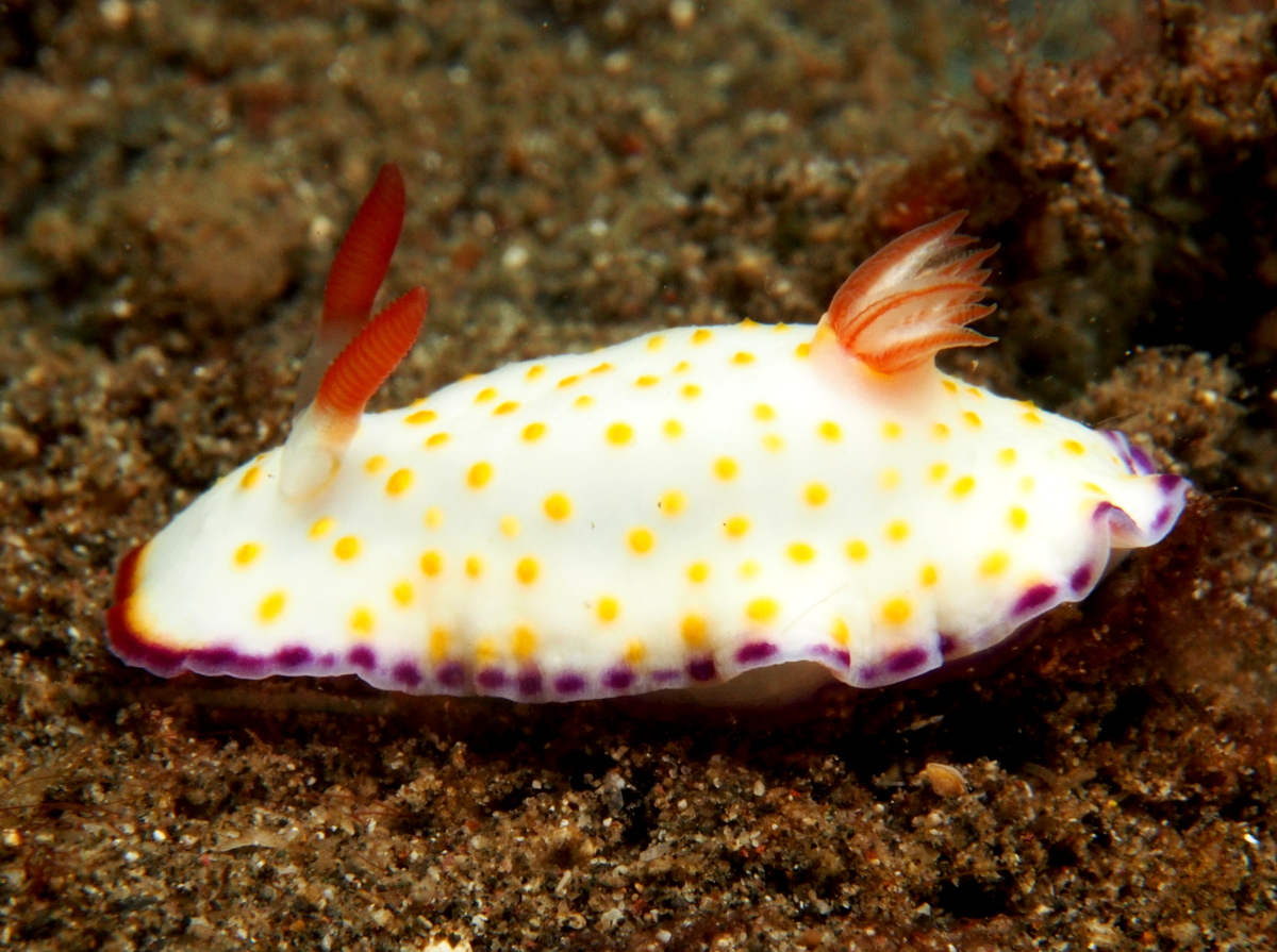 Gold and Purple Chromodoris - Goniobranchus aureopurpureus - Lembeh Strait, Indonesia