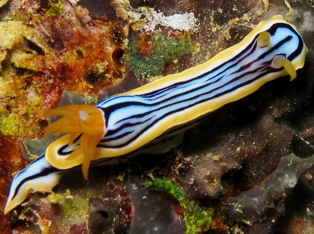 Elisabeth's Chromodoris - Chromodoris elisabethina