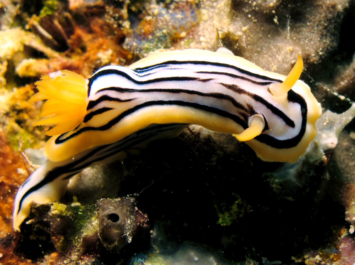 Elisabeth's Chromodoris - Chromodoris elisabethina