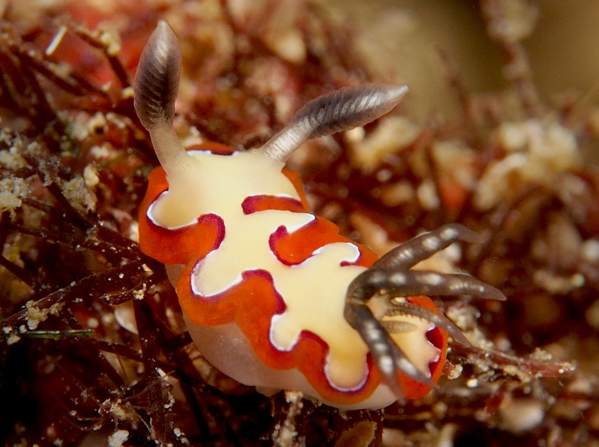 Creamy Chromodoris - Goniobranchus fidelis