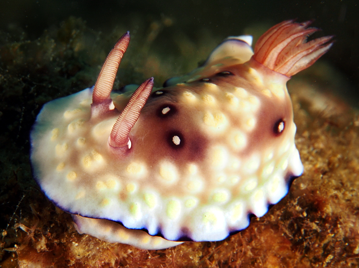 Bus Stop Chromodoris - Goniobranchus hintuanensis