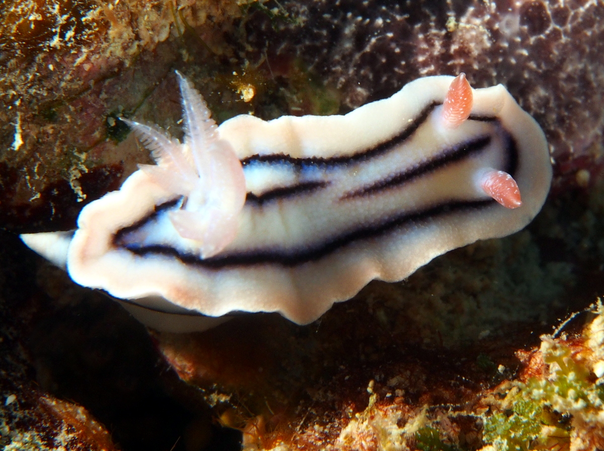 Loch's Chromodoris - Chromodoris lochi
