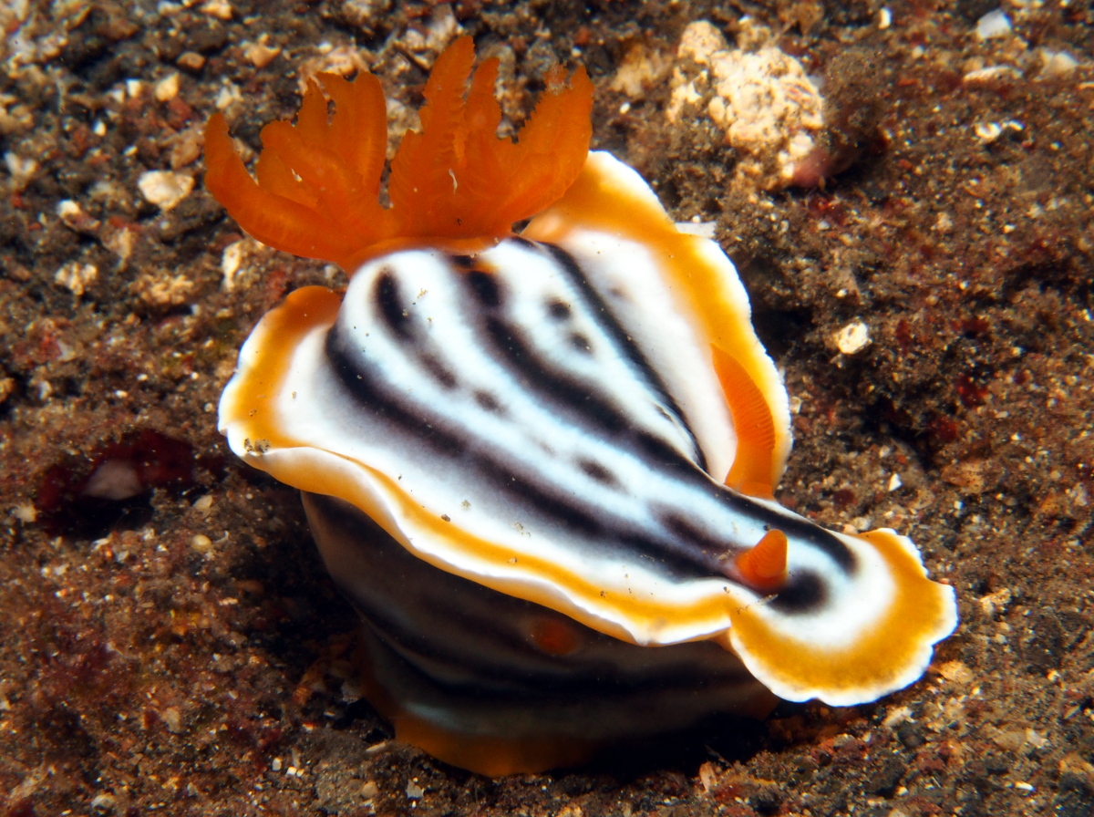 Magnificent Chromodoris - Chromodoris magnifica