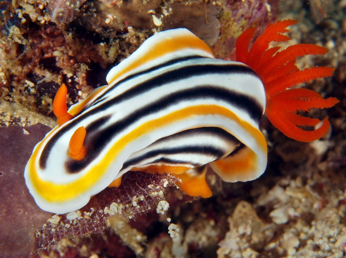Magnificent Chromodoris - Chromodoris magnifica