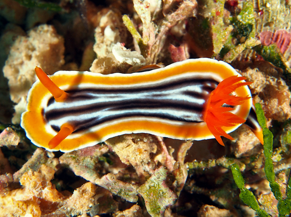 Magnificent Chromodoris - Chromodoris magnifica