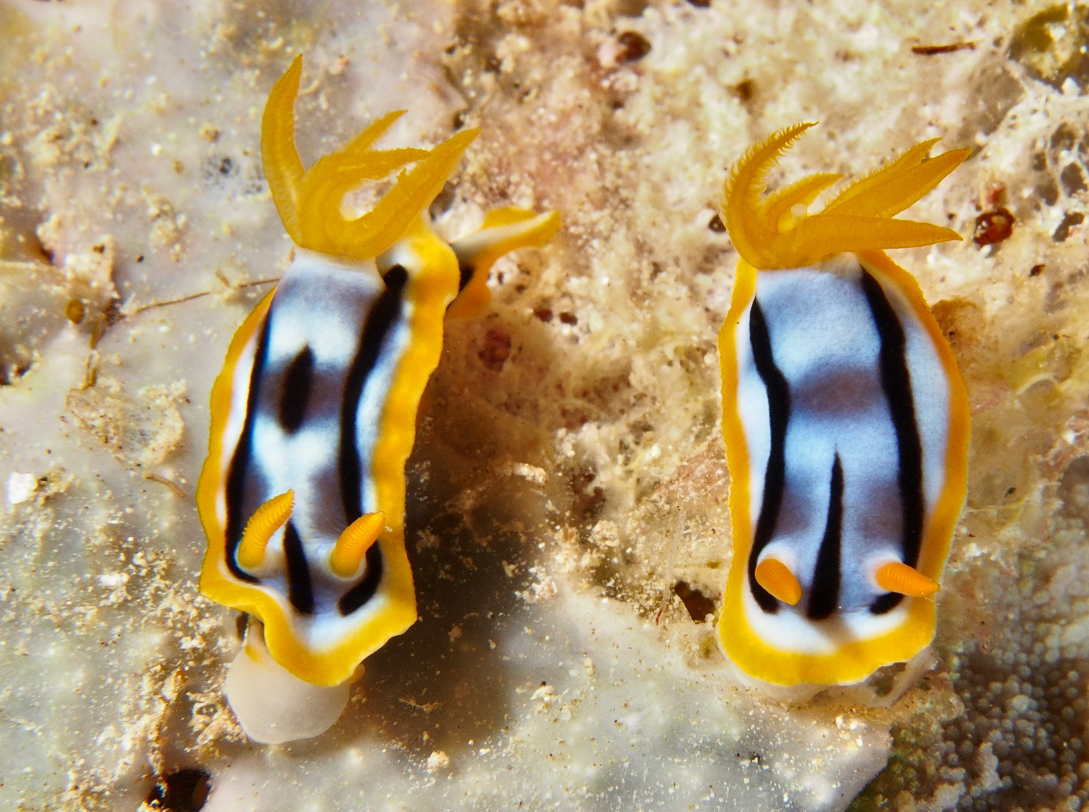 Streaked Chromodoris - Chromodoris strigata
