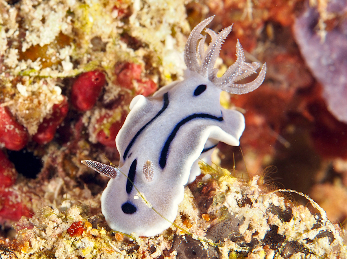 Willan's Chromodoris - Chromodoris willani