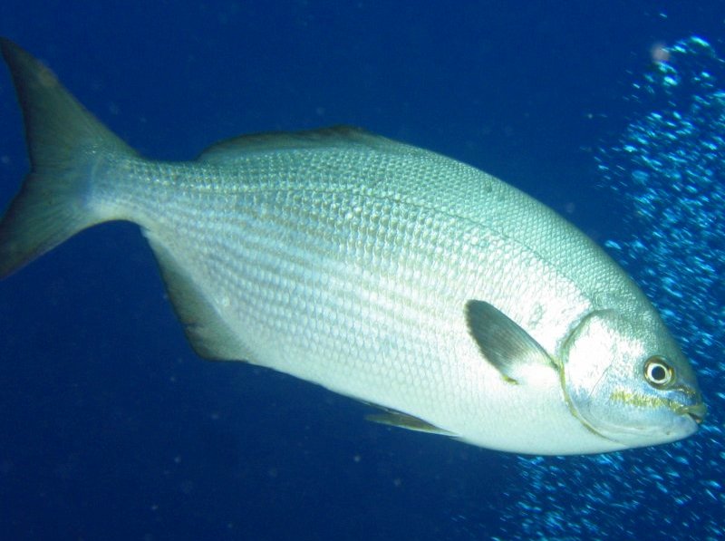 Bermuda/Gray Chub - Kyphosus sectatrix/bigibbus