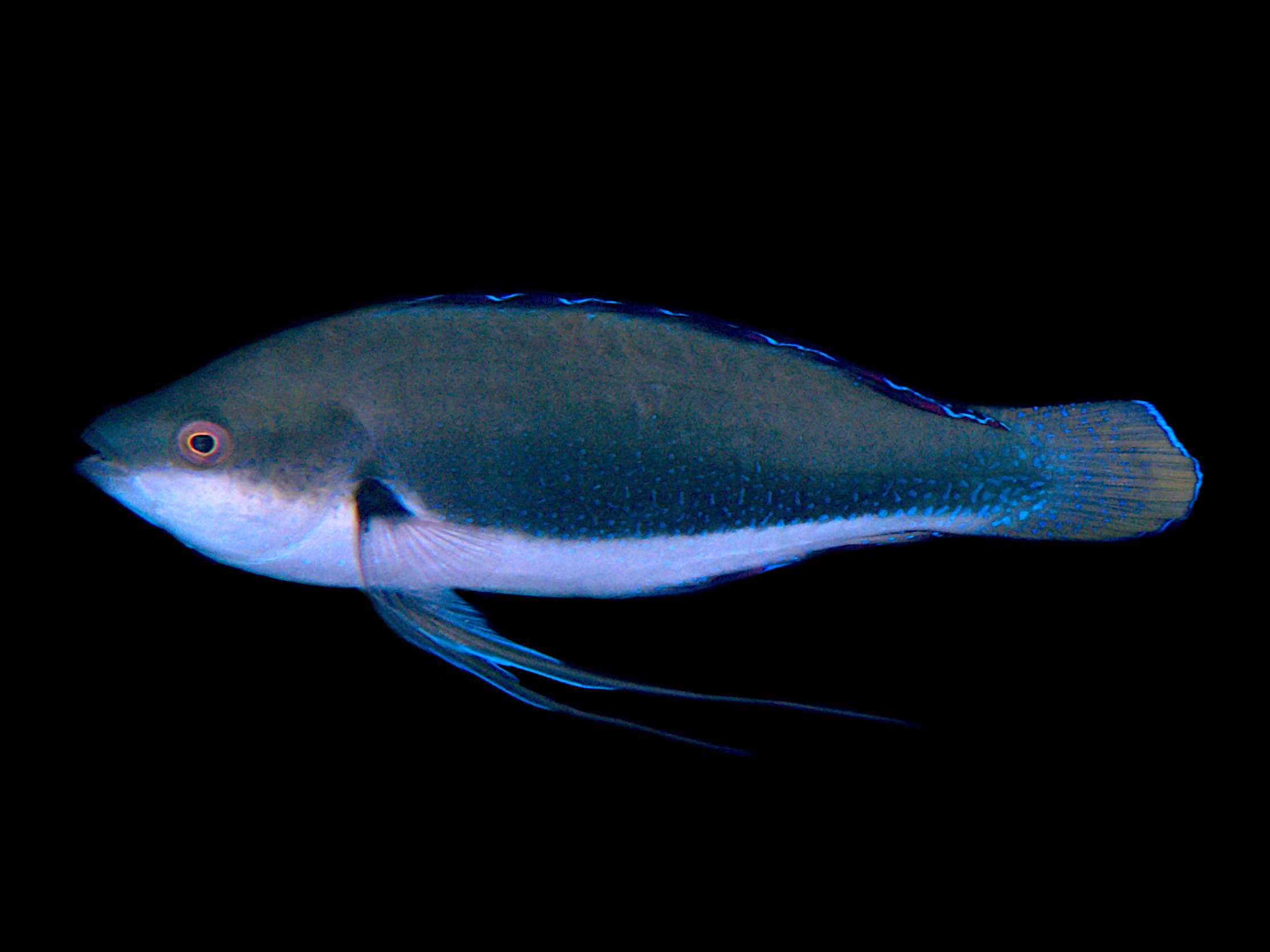 Dotted Fairy Wrasse - Cirrhilabrus punctatus