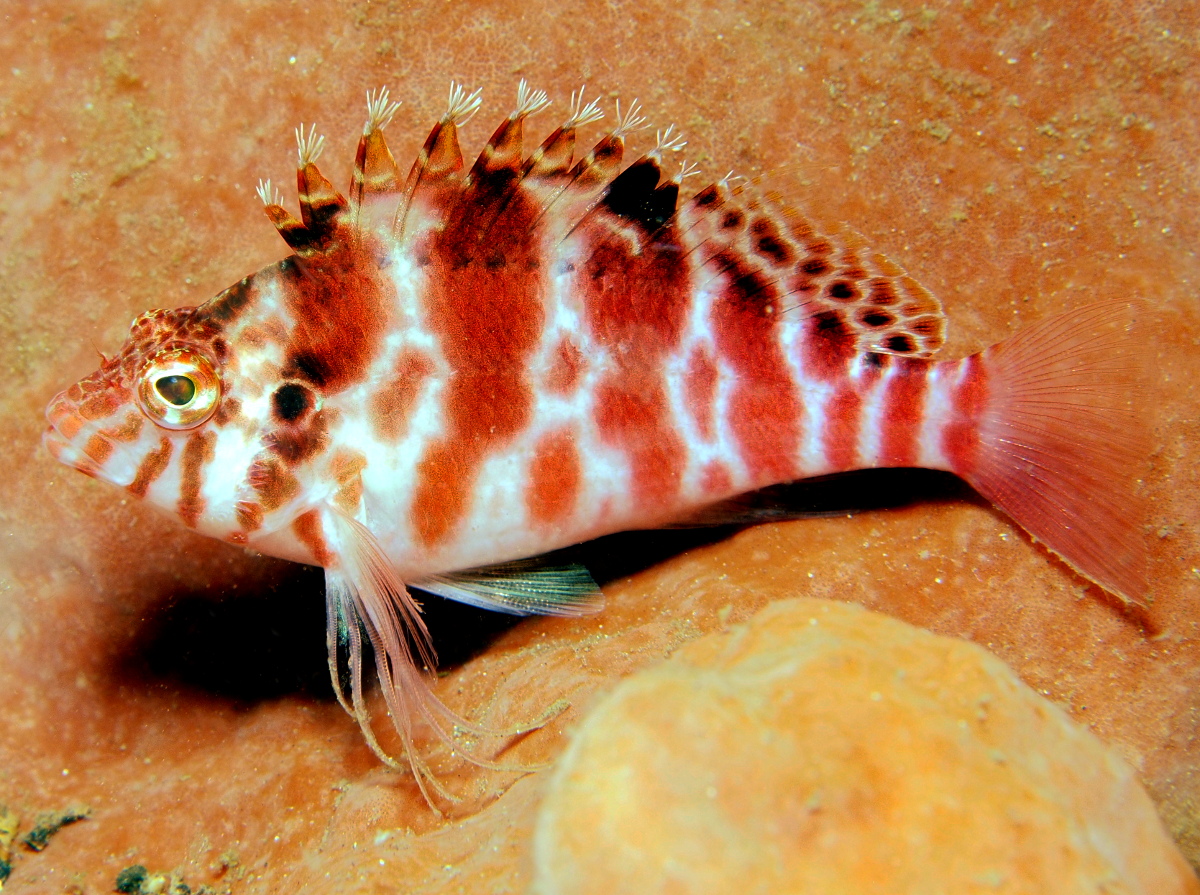 Spotted Hawkfish - Cirrhitichthys aprinus