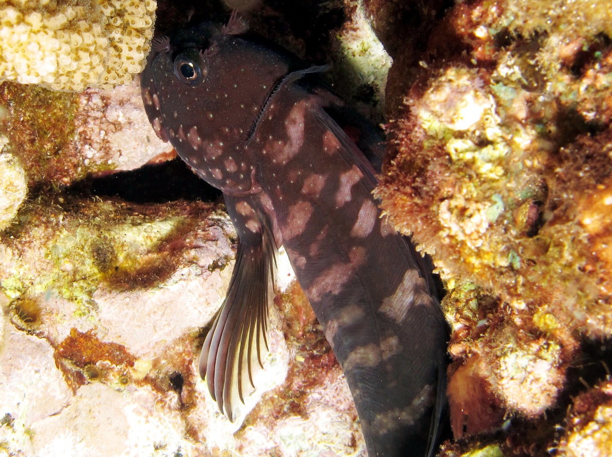 Gargantuan Blenny - Cirripectes obscurus - Maui, Hawaii