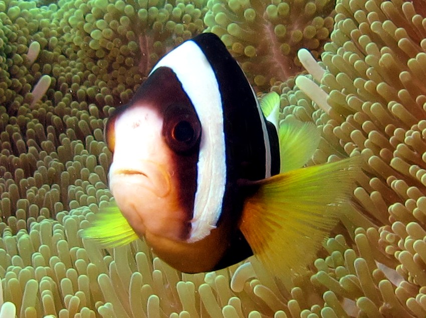 Clark's Anemonefish - Amphiprion clarkii