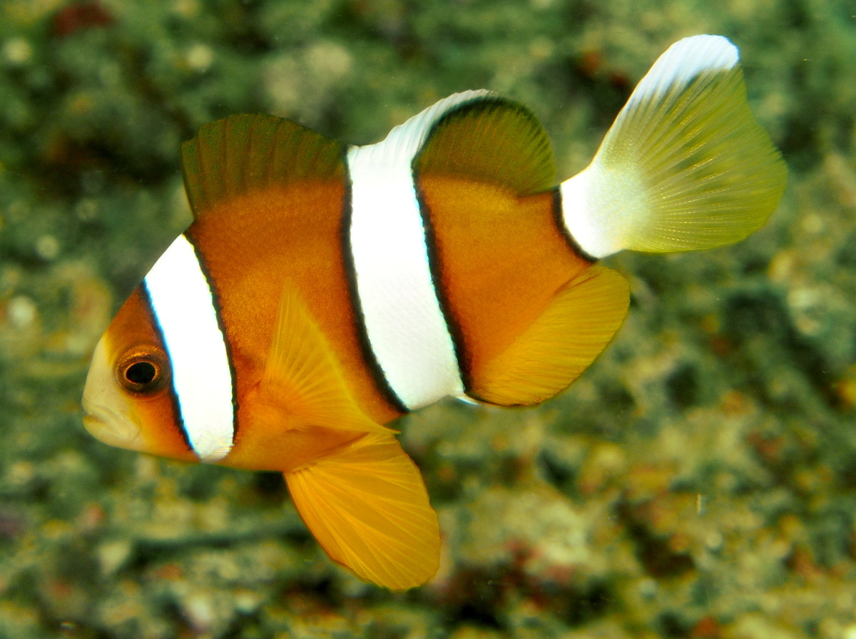 Clark's Anemonefish - Amphiprion clarkii