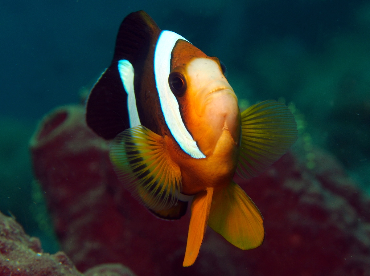Clark's Anemonefish - Amphiprion clarkii
