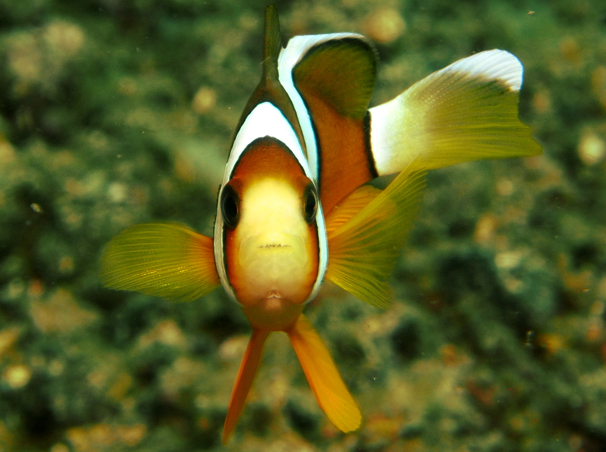 Clark's Anemonefish - Amphiprion clarkii