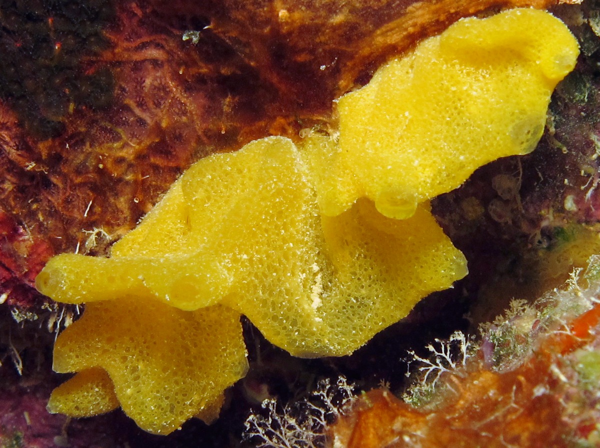 Yellow Calcareous Sponge - Clathrina canariensis - Bonaire