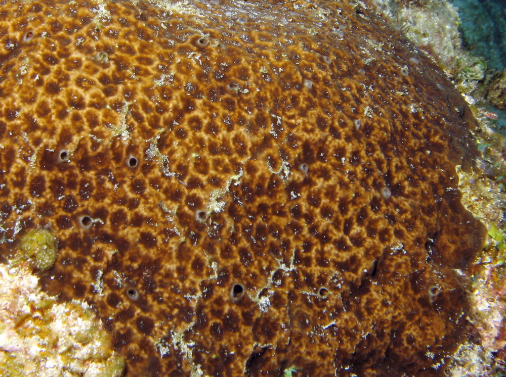 Cliona tenuis - Cliona tenuis