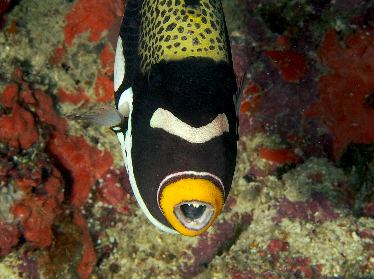 Clown Triggerfish - Balistoides conspicillum